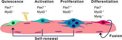 Assessing Autophagy in Muscle Stem Cells